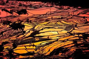 Yuanyang Hani Rice Terraces in Honghe (18)