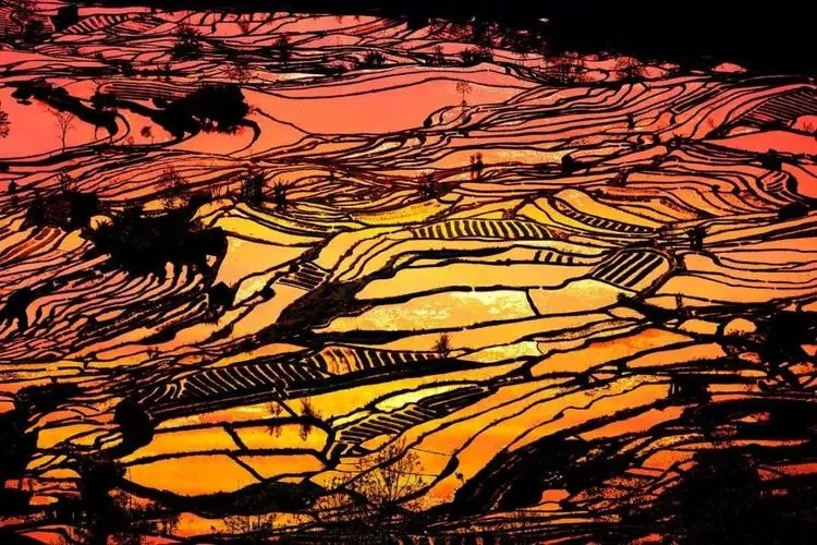 Yuanyang Hani Rice Terraces in Honghe (18)