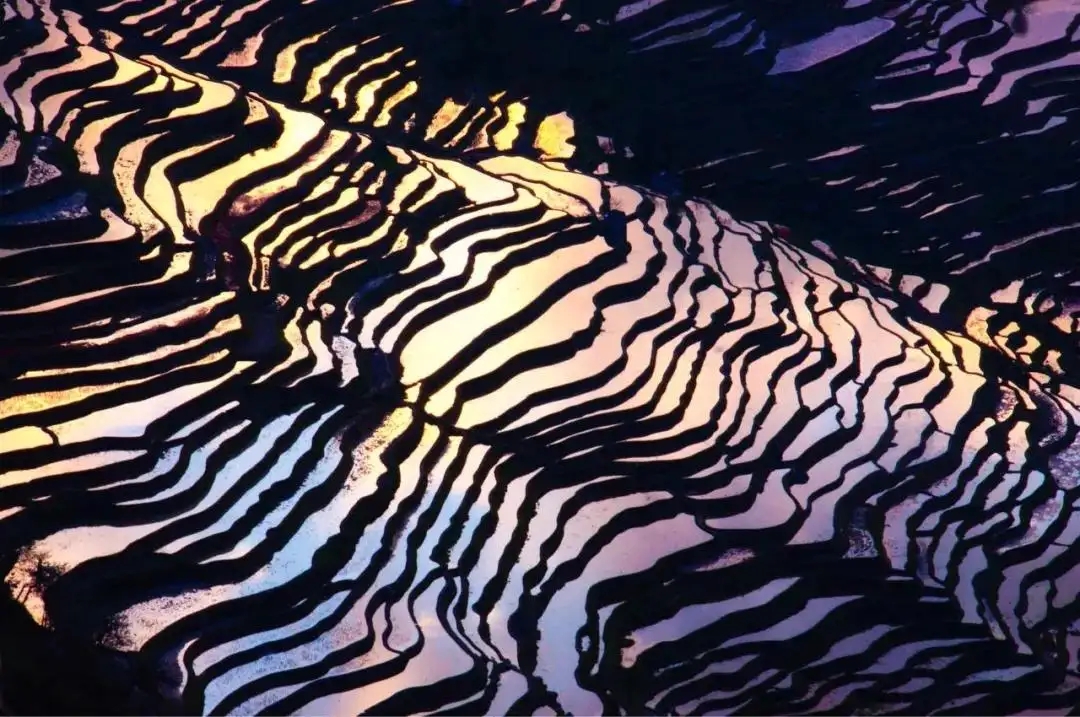Yuanyang Hani Rice Terraces in Honghe (21)