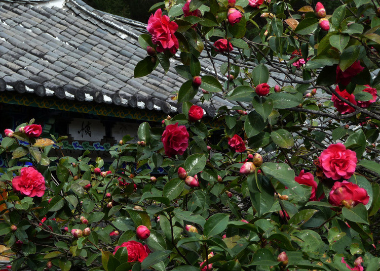 Yufeng-Monastery-Lijiang-01