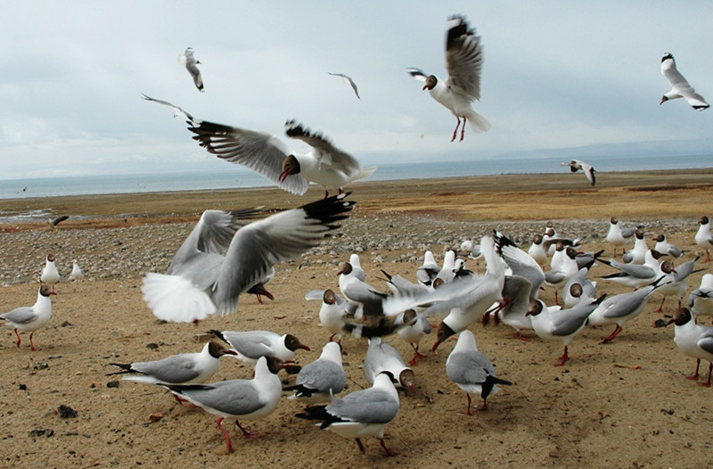 Birdwatching