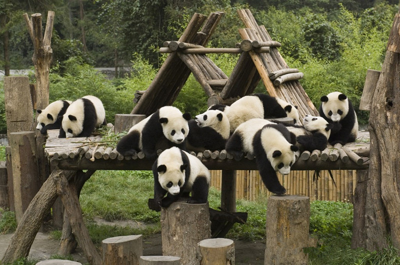 Dujiangyan-Panda-Base-01