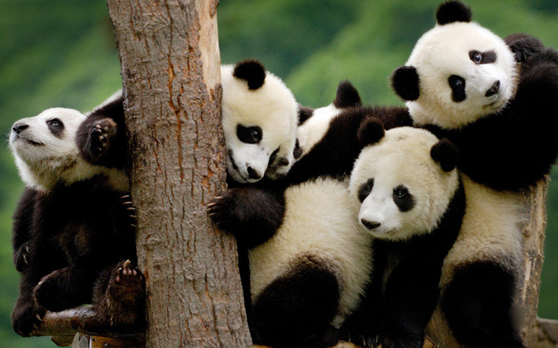 Dujiangyan-Panda-Base-02