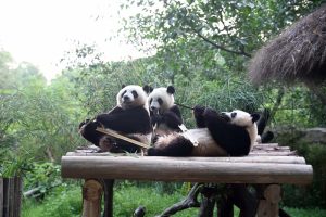 Dujiangyan-Panda-Base-03
