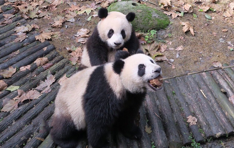 Dujiangyan-Panda-Base-08