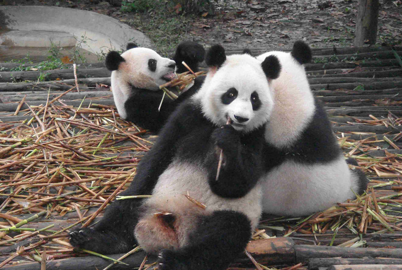 Dujiangyan-Panda-Base-10