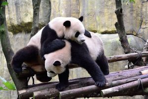 Dujiangyan-Panda-Valley-Chengdu-02