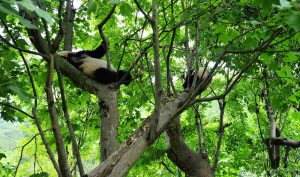 Dujiangyan-Panda-Valley-Chengdu-09