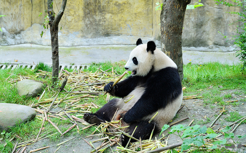 Dujiangyan-Panda-Valley-Chengdu-10