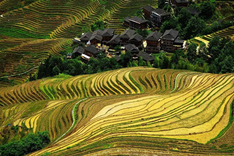 Longsheng-Longji-Rice-Terraces-in-Guilin-20