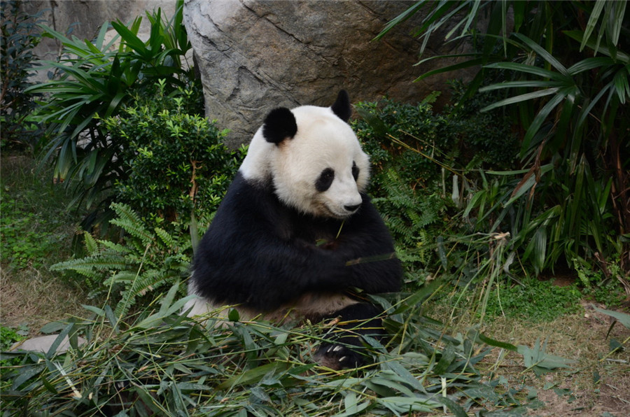 Ocean-Park-in-Hong-Kong-07
