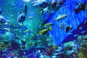 Ocean-Park-in-Hong-Kong-13