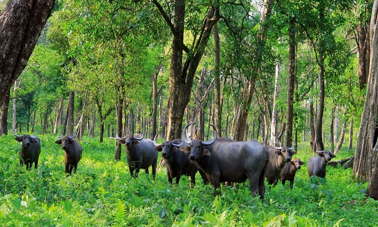 Bumdeling Wildlife Sanctuary in Trashi Yangtse, Bhutan (1)