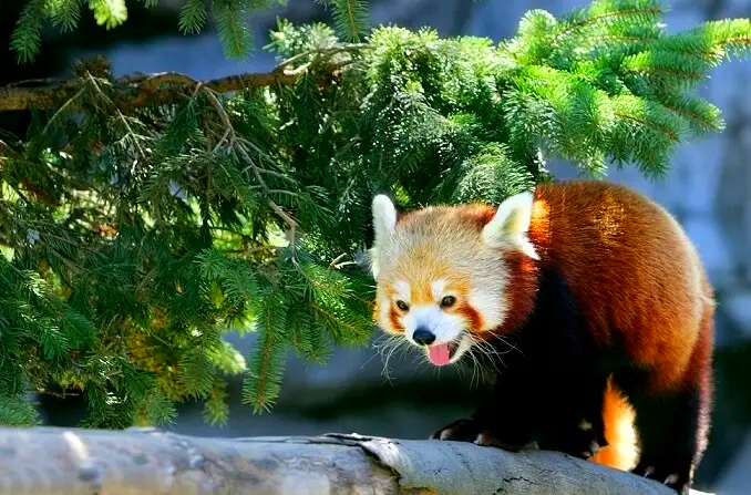 Bumdeling Wildlife Sanctuary in Trashi Yangtse, Bhutan (2)