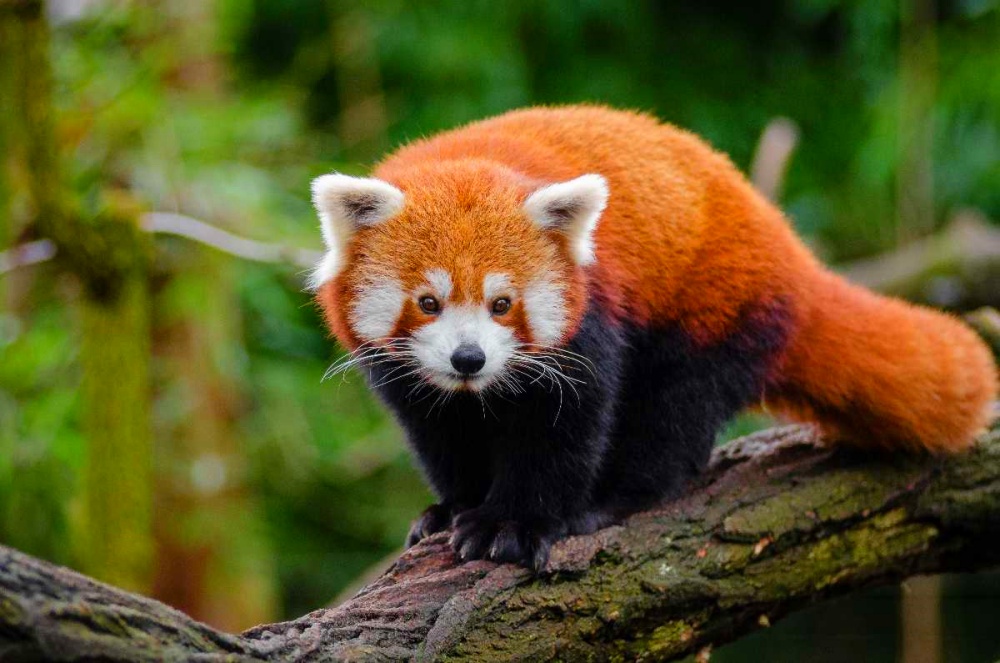Bumdeling Wildlife Sanctuary in Trashi Yangtse, Bhutan (3)