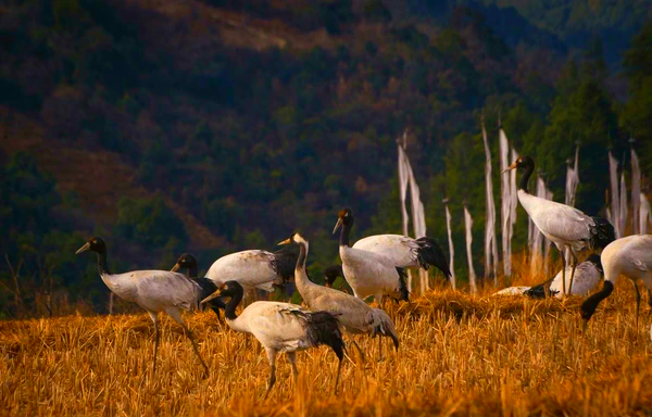 Bumdeling Wildlife Sanctuary in Trashi Yangtse, Bhutan (7)