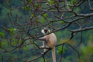 Bumdeling Wildlife Sanctuary in Trashi Yangtse, Bhutan (8)