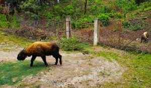 Sakteng Wildlife Sanctuary in Trashigang, Bhutan (3)