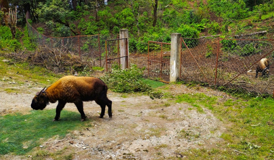 Sakteng Wildlife Sanctuary in Trashigang, Bhutan (3)