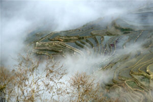 Azheke Rice Terraces in Yuanyang County (16)