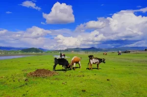 Hamugu Tibetan Village in Shangrila, Diqing (5)