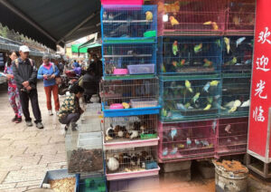 Jingxing Flowers and Birds Market in Kunming (3)