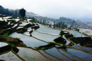 Qingkou-Hani-Rice-Terraces-in-Yuanyang-County-Honghe-06