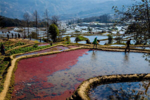 Qingkou-Hani-Rice-Terraces-in-Yuanyang-County-Honghe-07