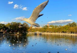 The Green Lake Park, Kunming (13)