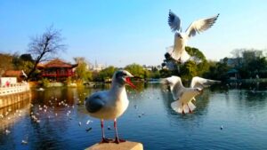 The Green Lake Park, Kunming (15)