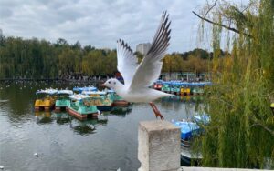 The Green Lake Park, Kunming (2)