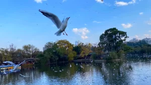 The Green Lake Park, Kunming (9)