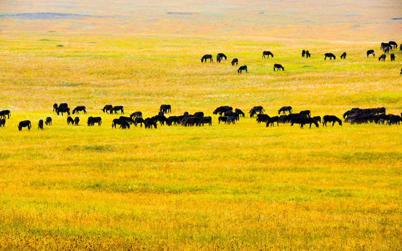 14 Days Mongolia-China-Laos Self-Driving Tour from Erenhot-Chengdu and Mohan