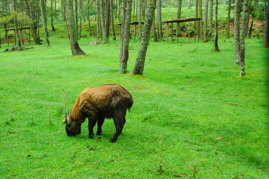 Motithang Takin Preserve in Thimphu, Bhutan