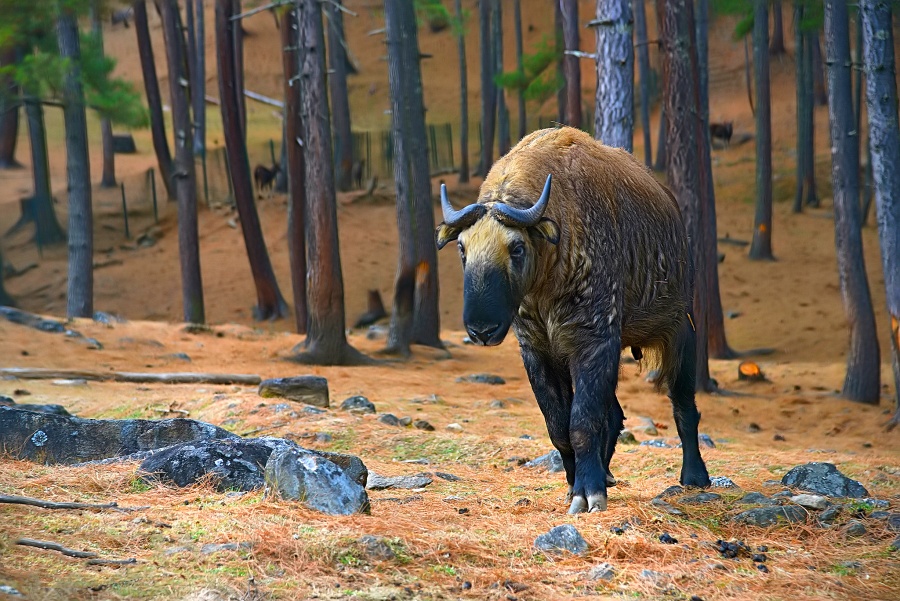 Motithang Takin Preserve in Thimphu, Bhutan3