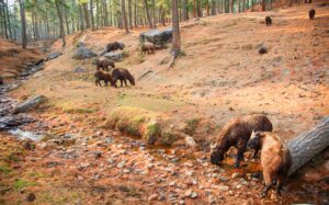 takin is the national animal of Bhutan