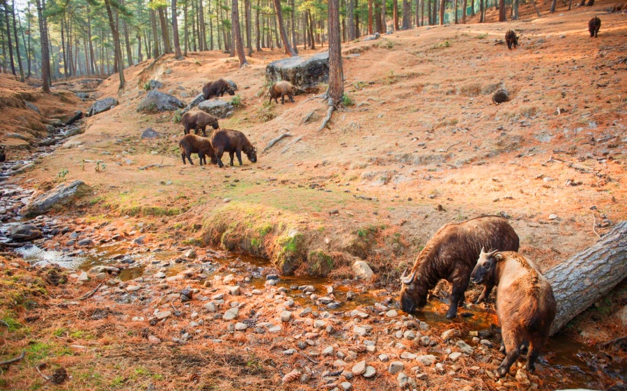 takin is the national animal of Bhutan