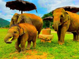 Elephant Rescue Park in Chiang Mai, Thailand (3)