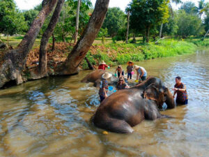 Kanta Elephant Sanctuary in Chiang Mai, Thailand (10)