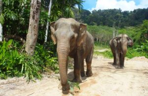 Phuket Elephant Care in Phuket, Thailand
