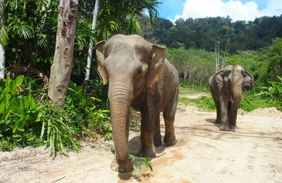 Phuket Elephant Care in Phuket, Thailand