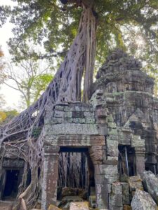 Ta Prohm Temple in Siem Reap, Cambodia (8)